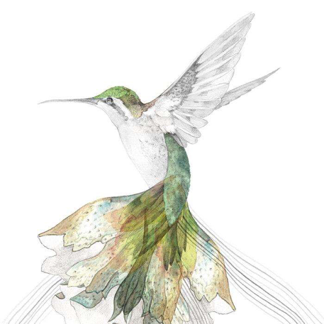 北冥蜂鳥