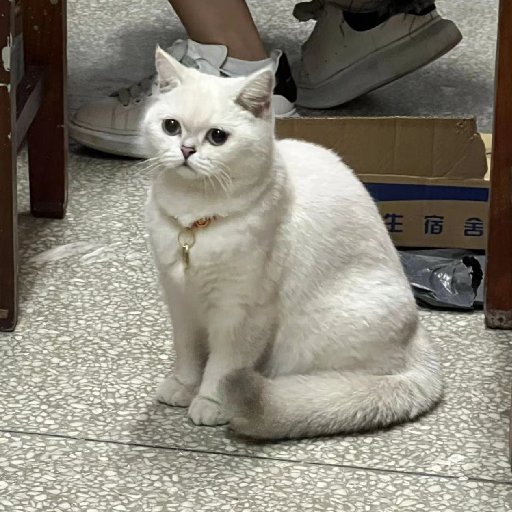 棲從