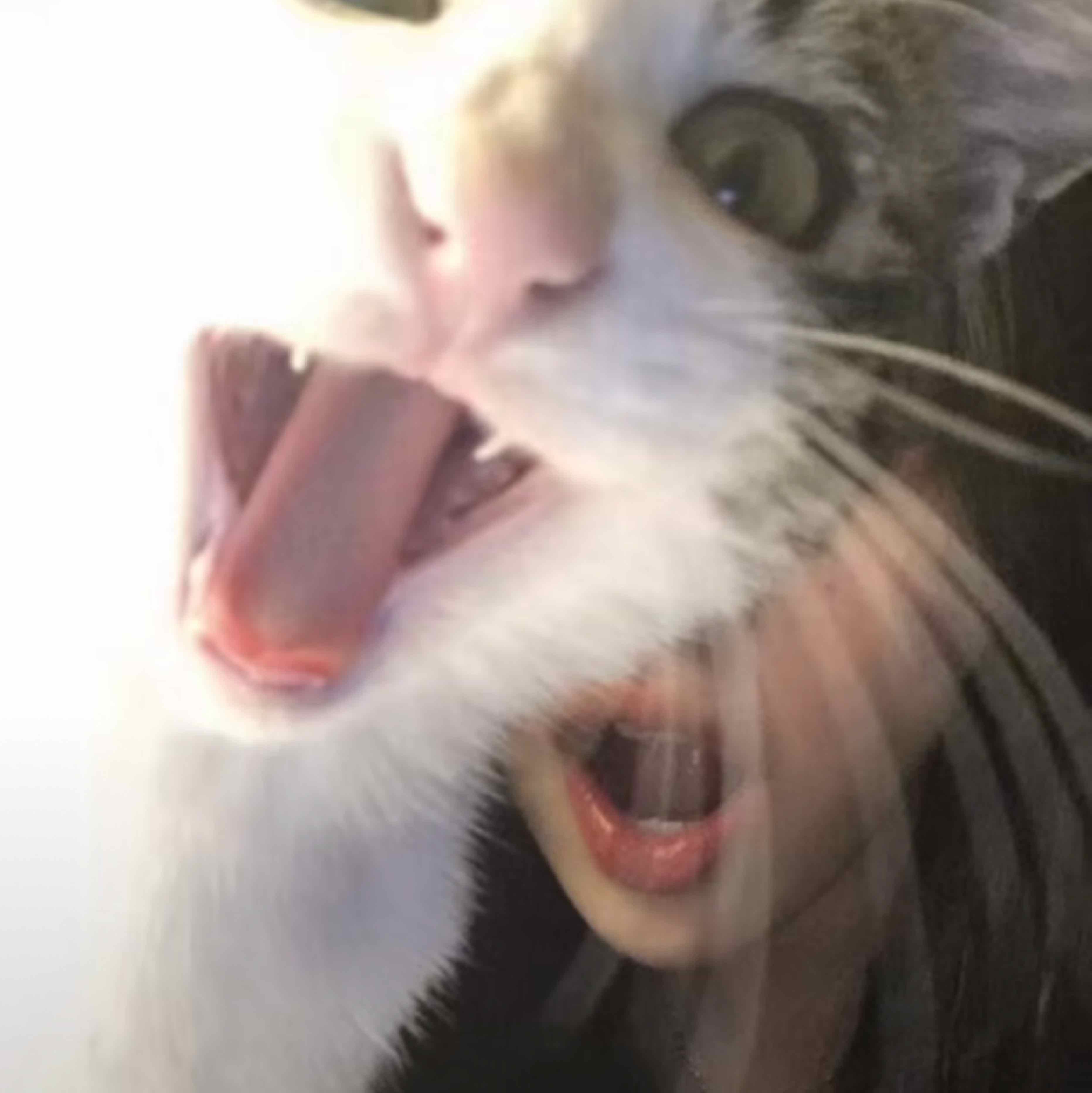立十ovo
