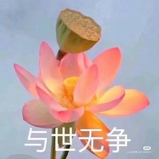 橘子釀茶