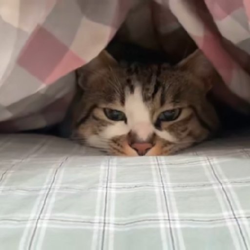 死水游魚
