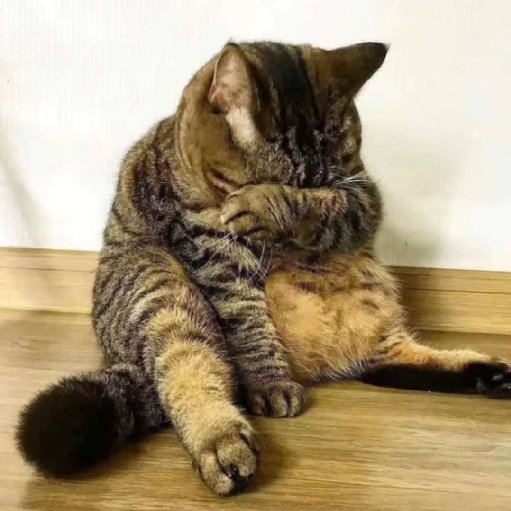 貓叔粥粥