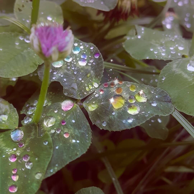 蘇茯苓