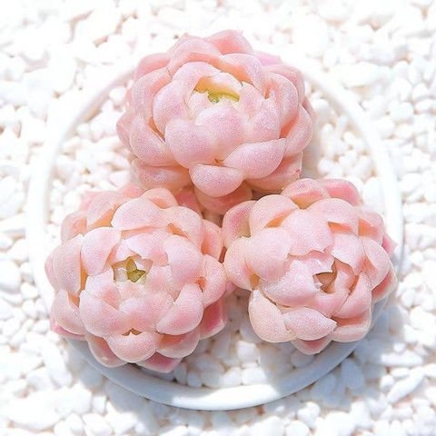 牧云上