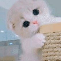 喵喵咕咕咕
