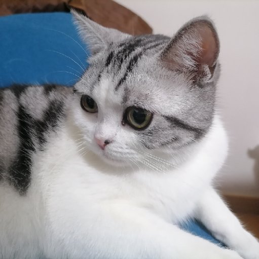 曉鐘未半