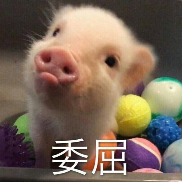 凍豆腐渣