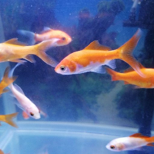 養小魚的魚
