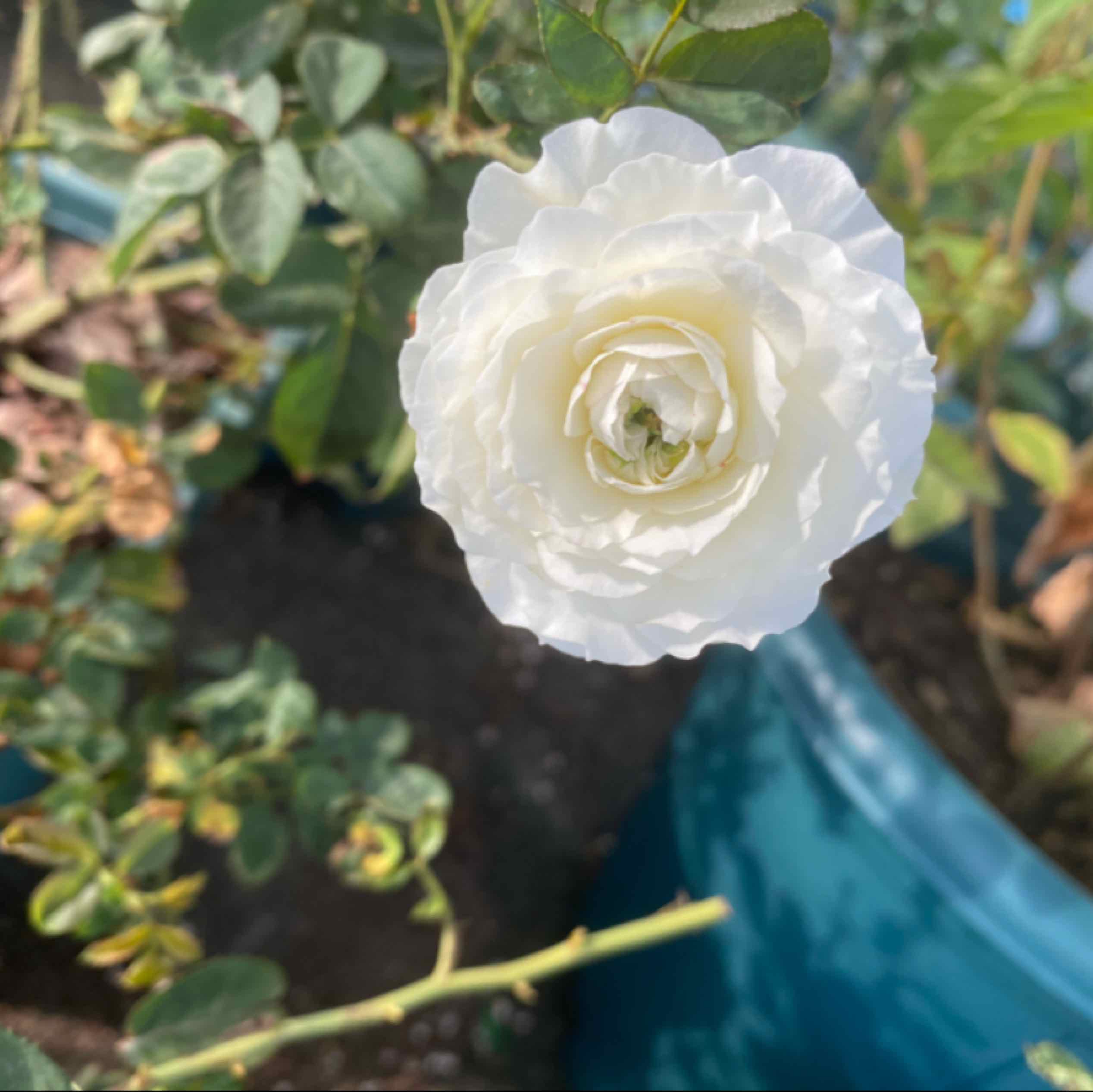 蒔花君