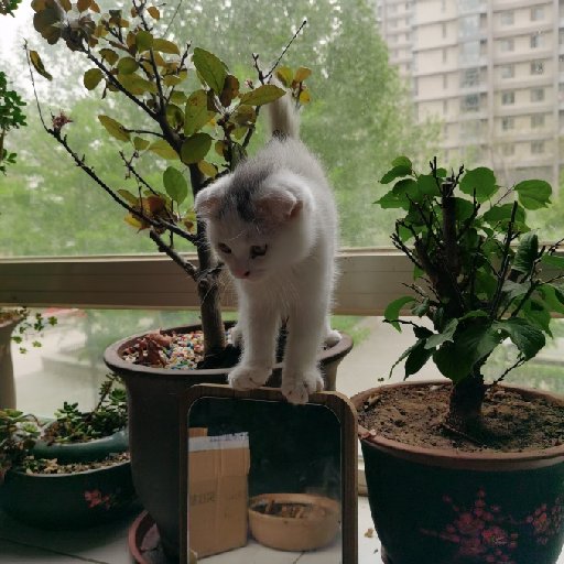 月上蟾