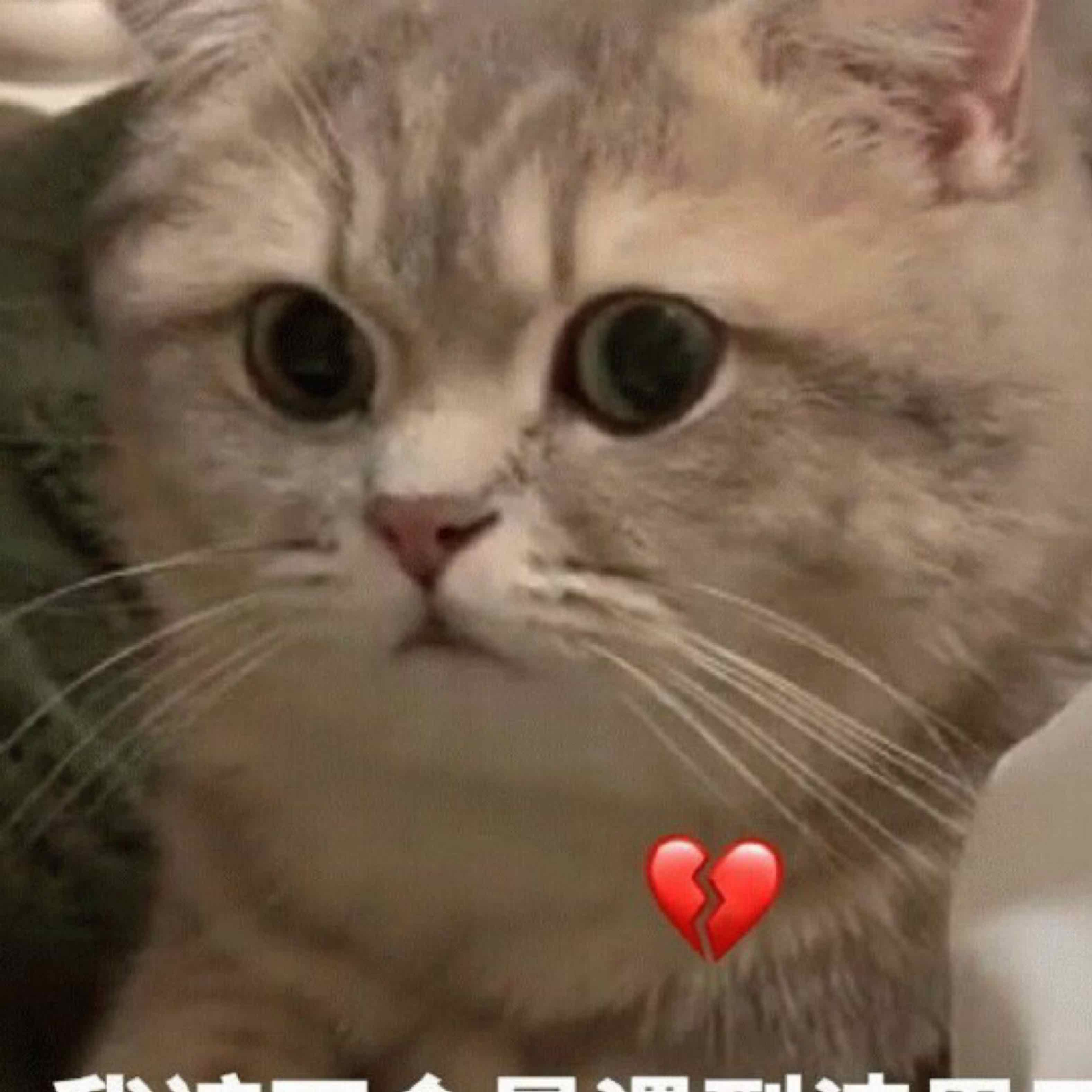 江清白