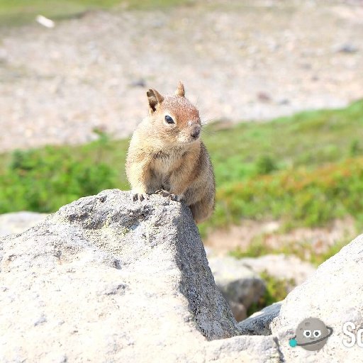 鳳雅頌