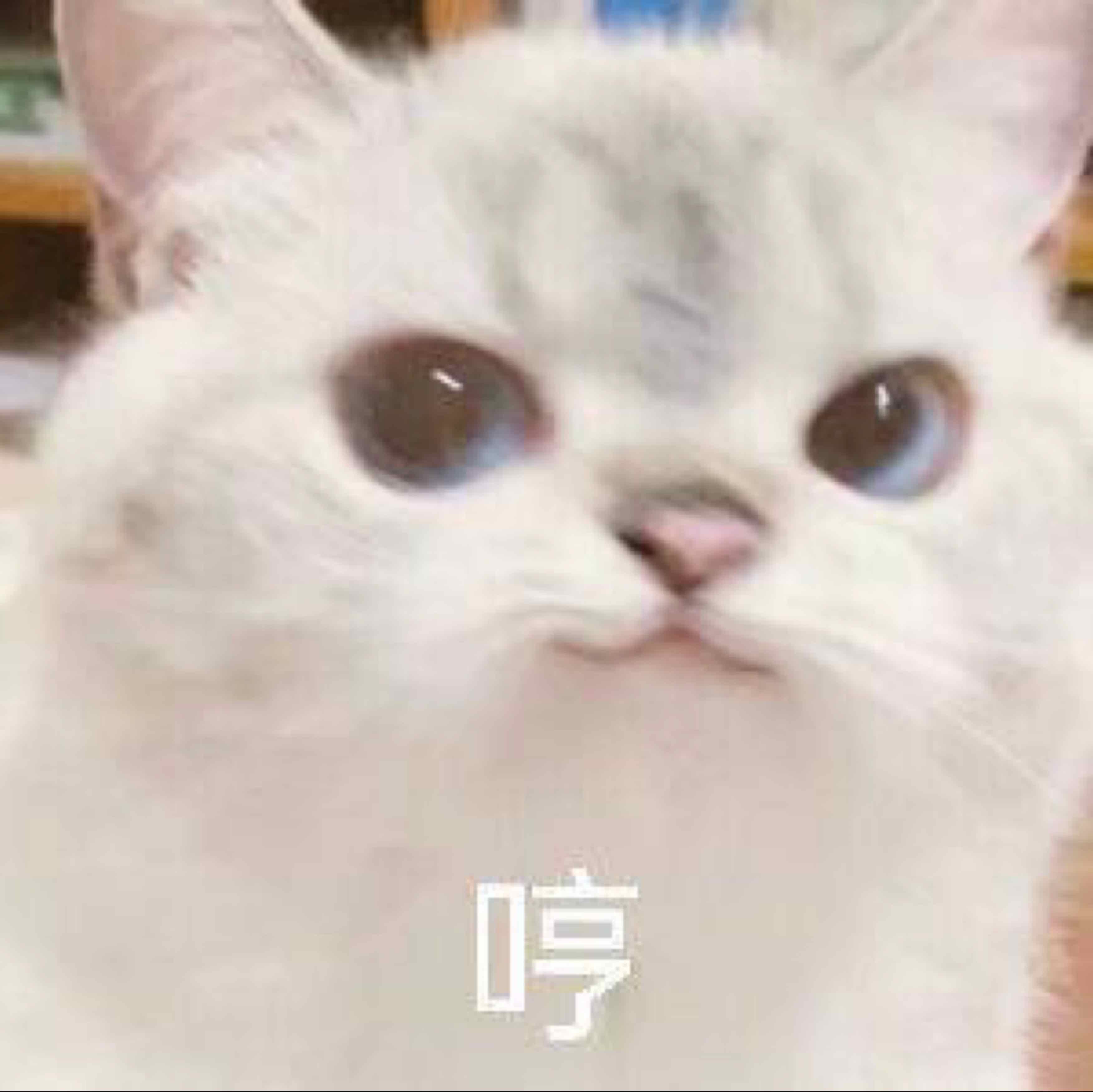 聽雪寄雪煮雪
