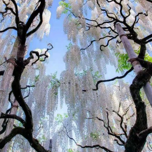 在冬夏