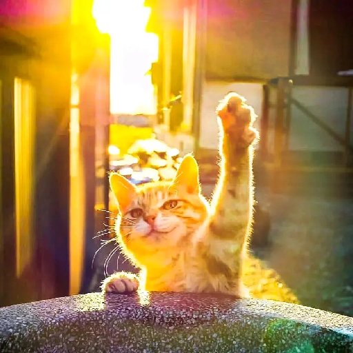 不吃素的猴子