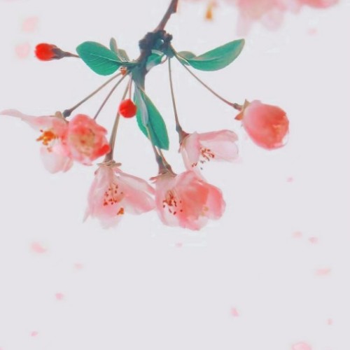 一路桃花開