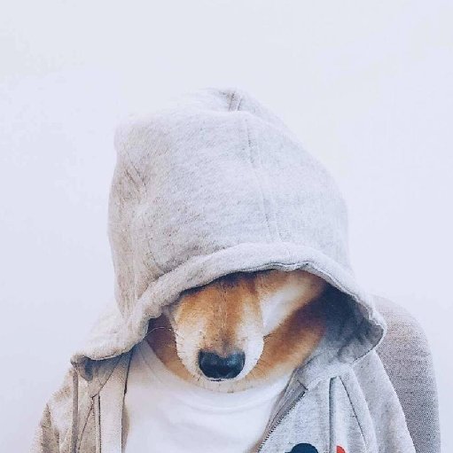 愛瞎想的貓