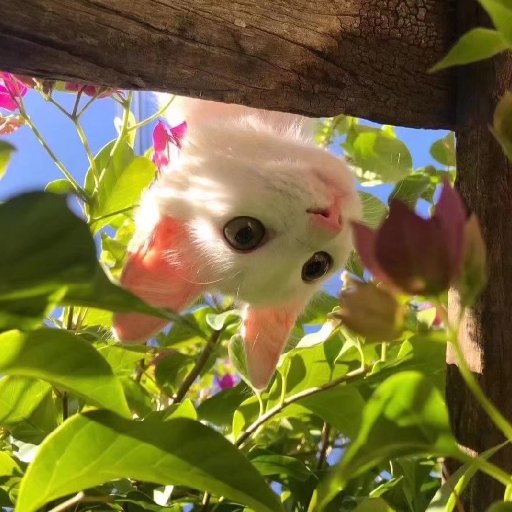 映玉喵喵