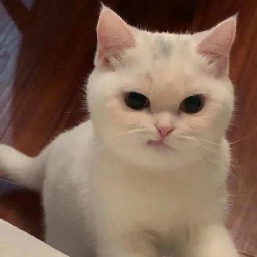 何不言情