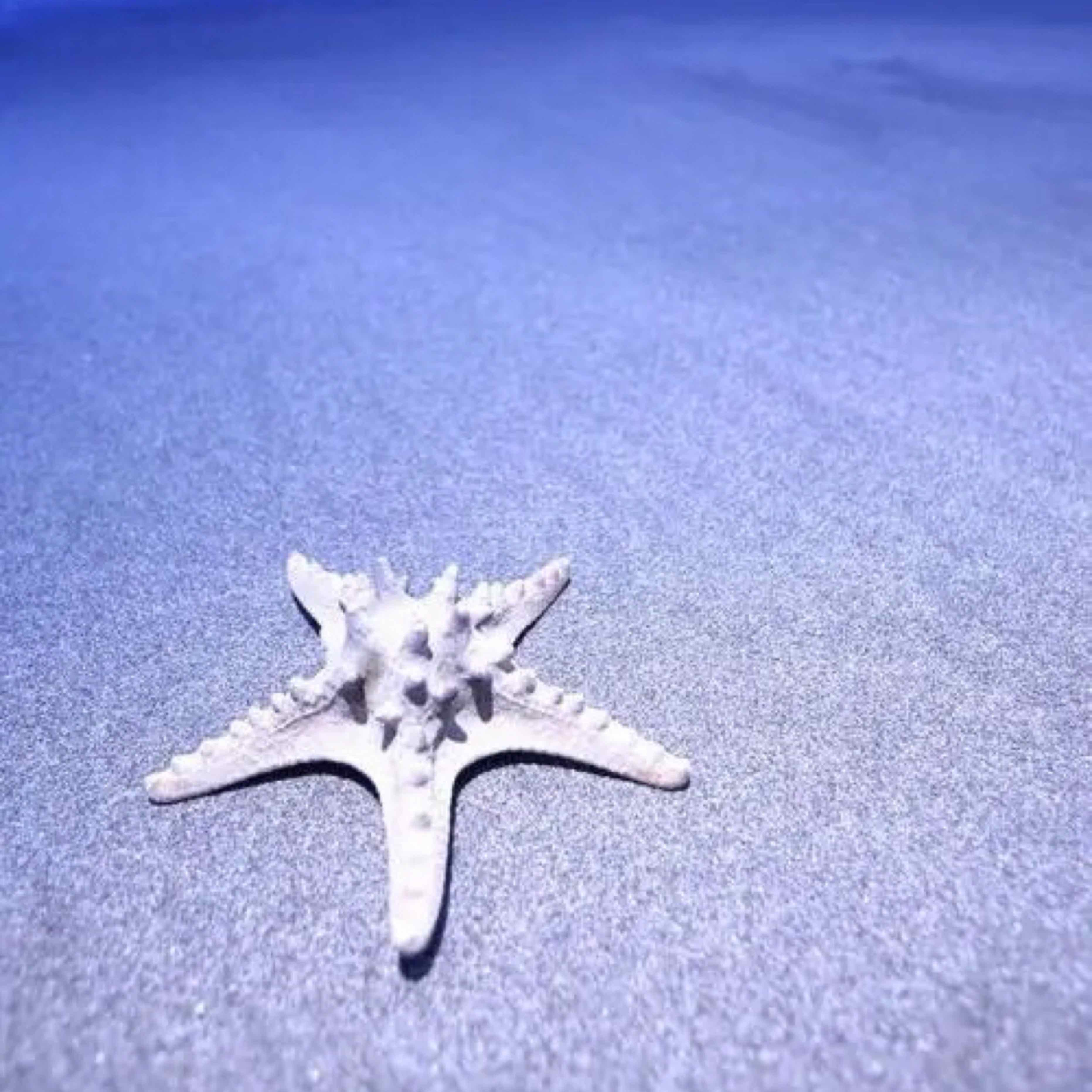 深紅海星