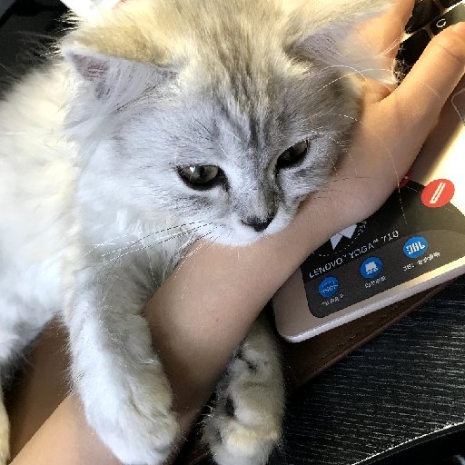 白水桑