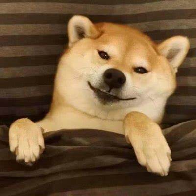 狗子是我