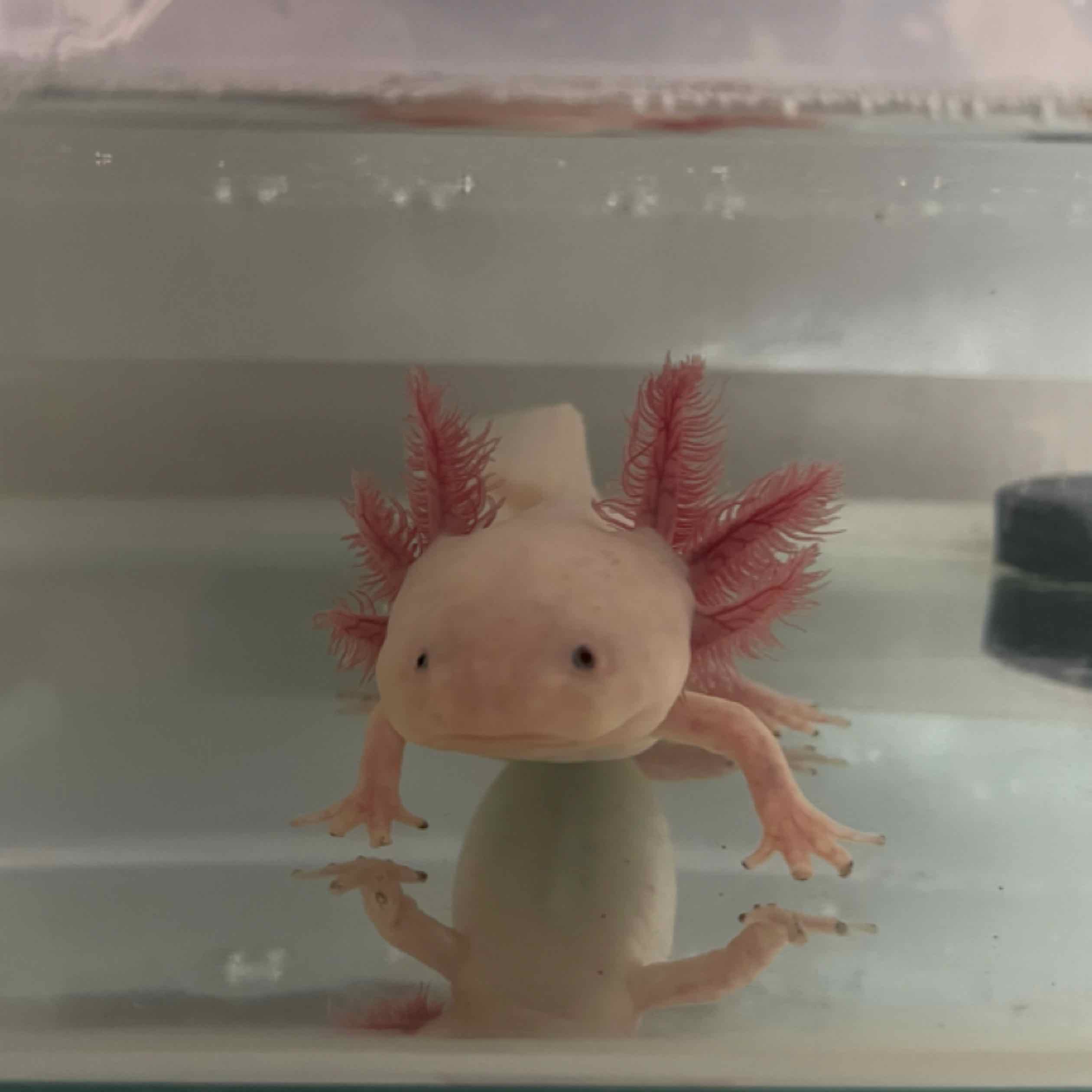拂馬飲江水