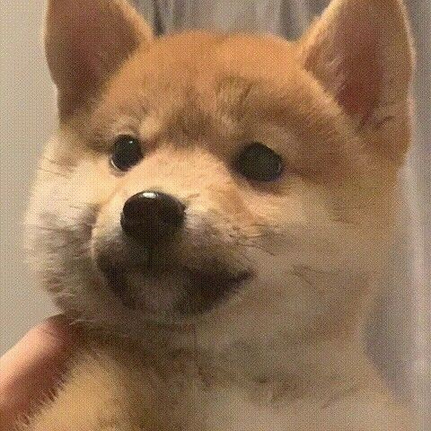 斷章柴