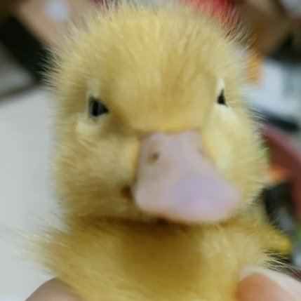 風起劫