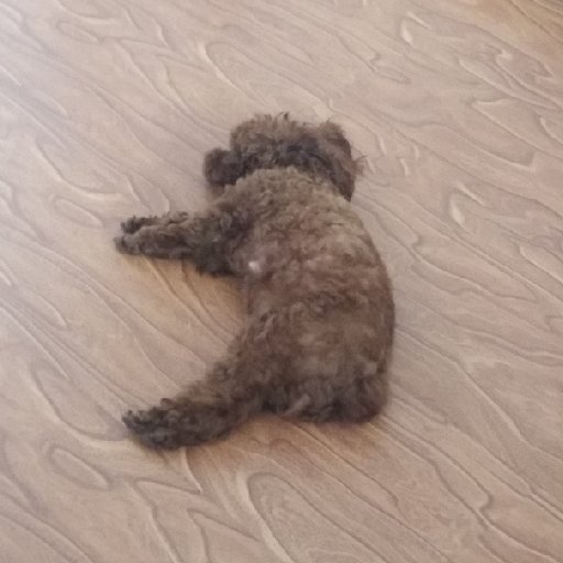 騎著狗蛋游世界