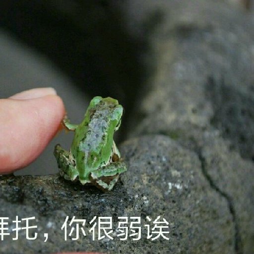 翻滾的奇異果