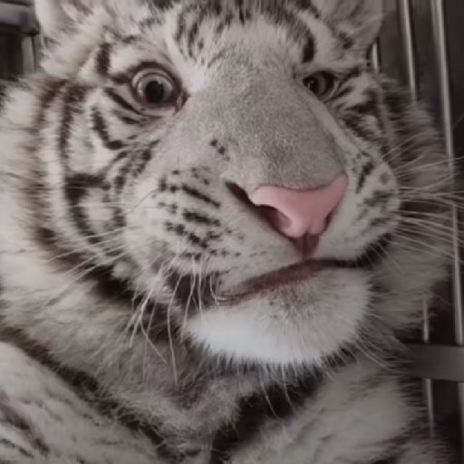 無敵流狗子
