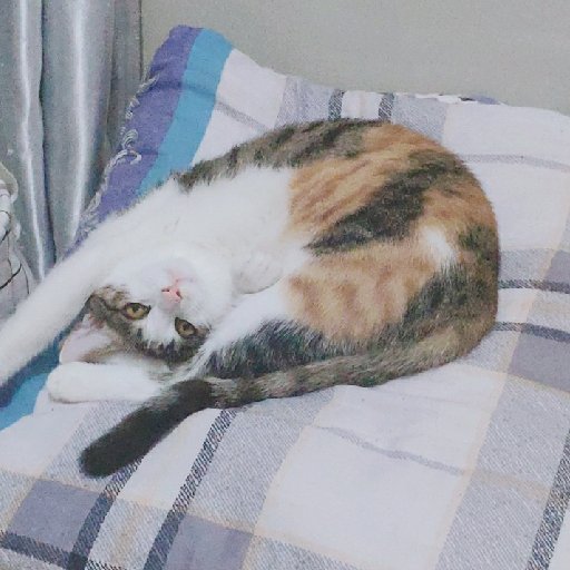 夏秋意