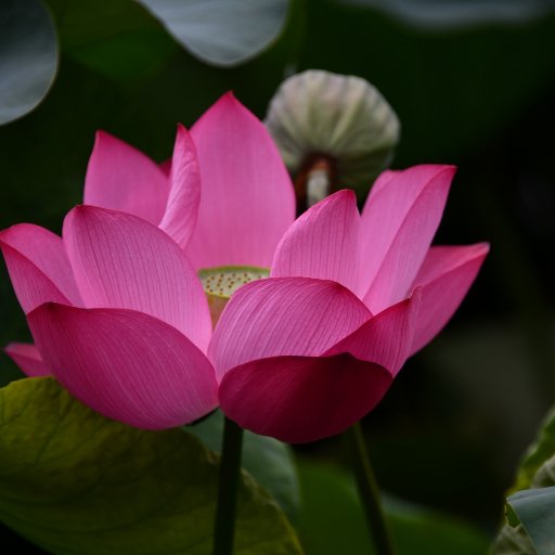 心悅紫格格
