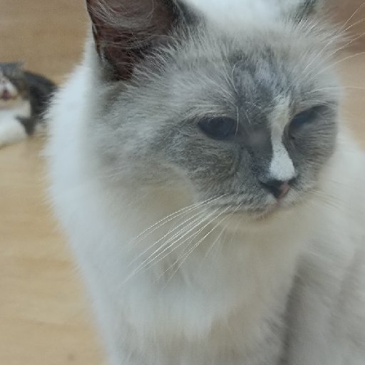 貝貝是誰