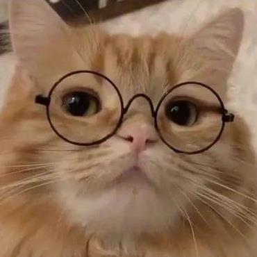 蘿卜丸