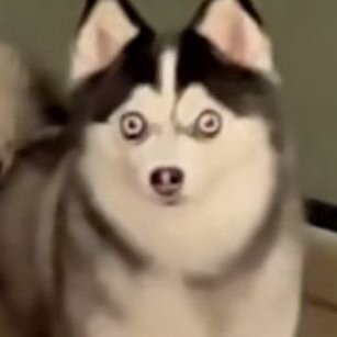 單身狗555