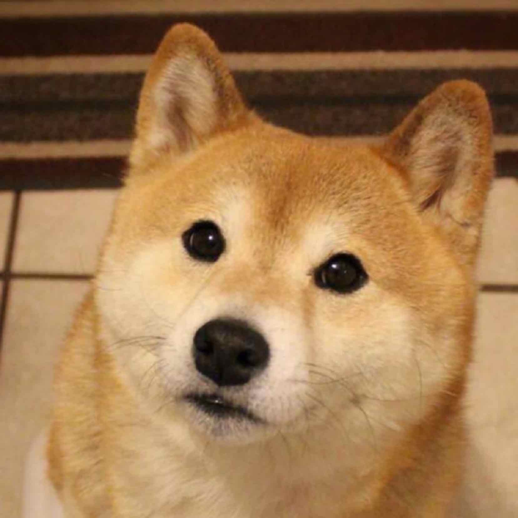 迷路啊迷鹿