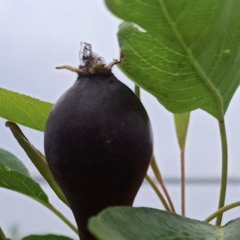 咵咵茍