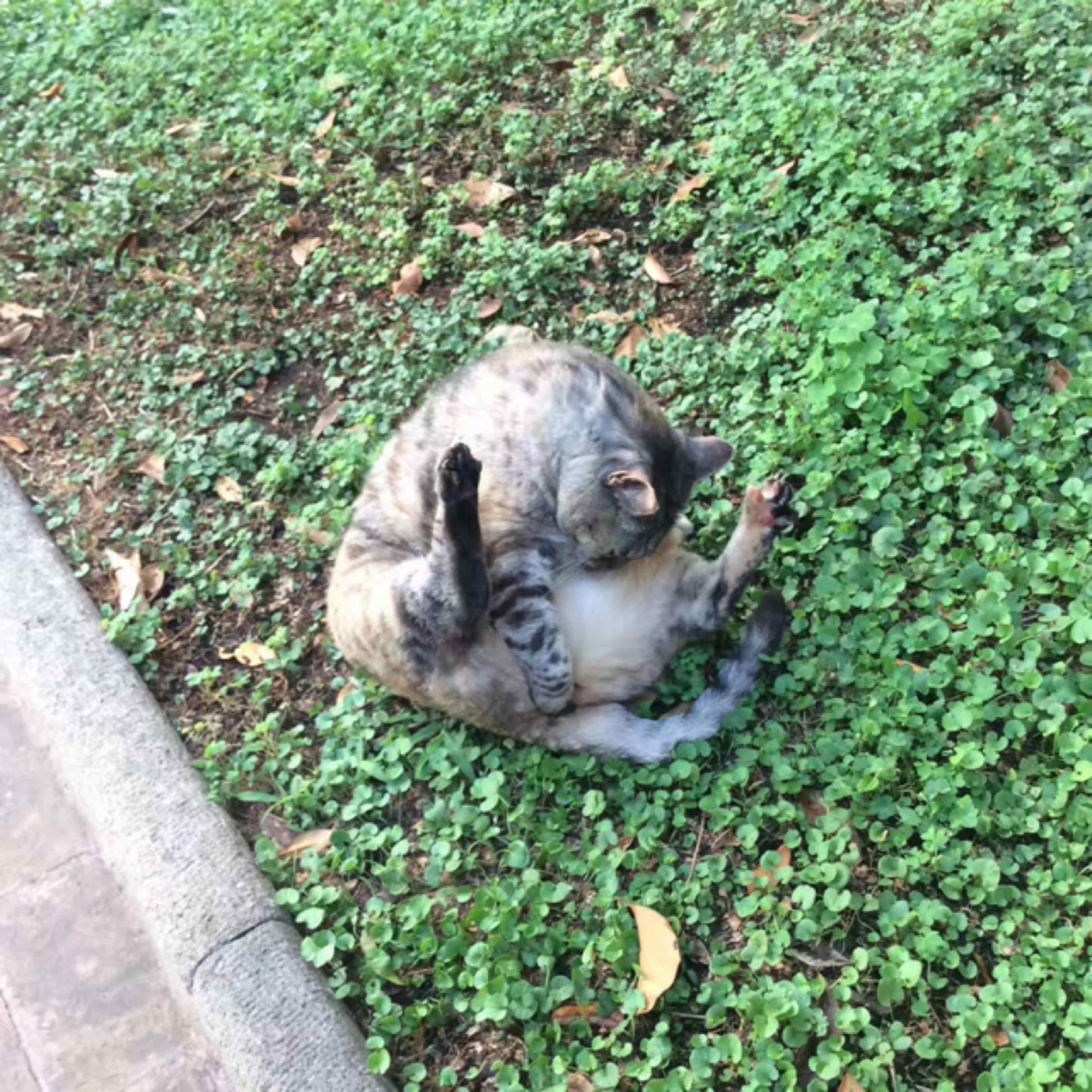 西蘭花拌牛奶