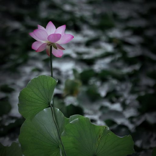 云孜淑