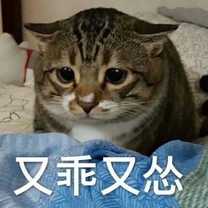 又乖又怂