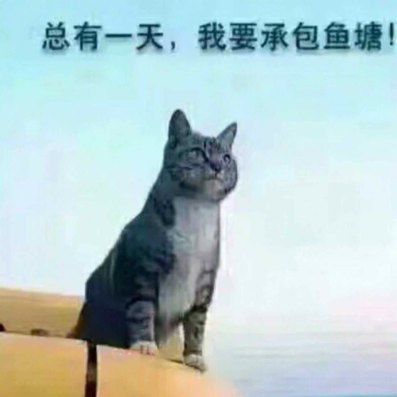 竹之猫猫